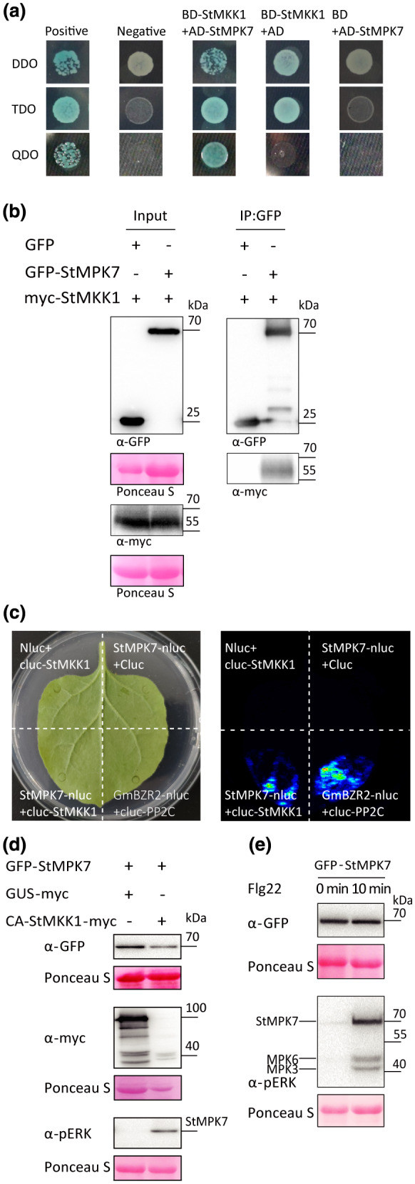 FIGURE 4