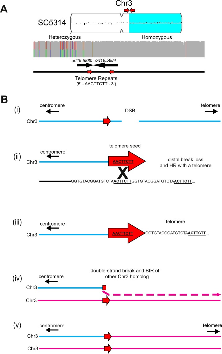 Figure 4—figure supplement 1.