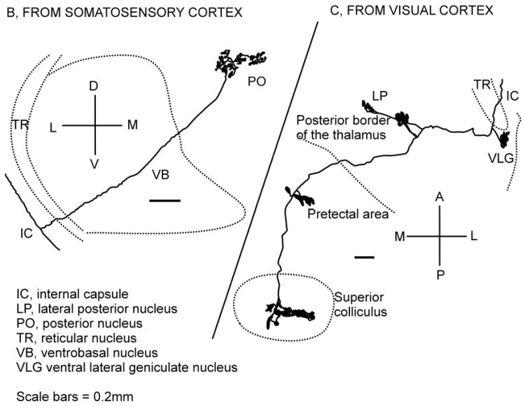 Fig. 9