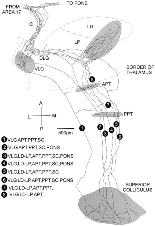 Fig. 8