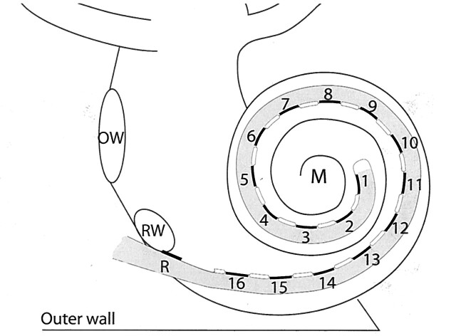 Fig 1.