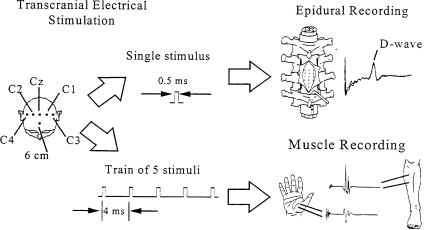 Fig. 1