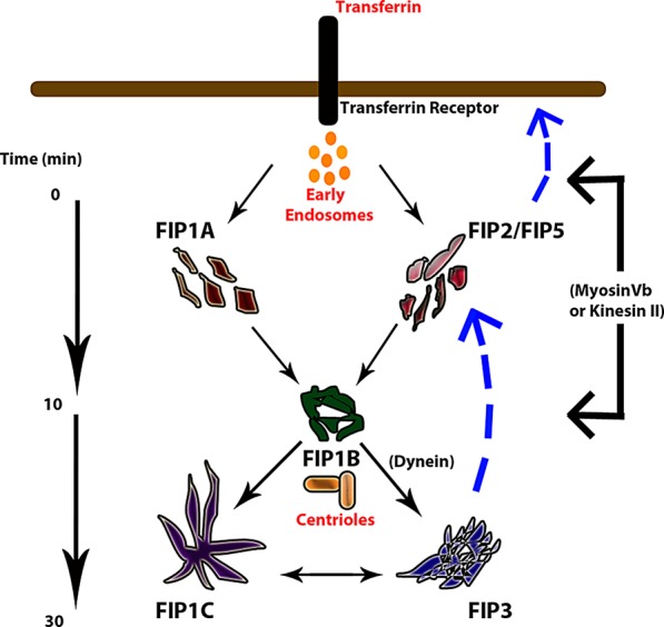 FIGURE 13: