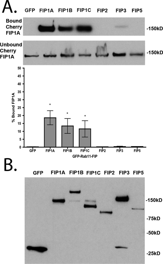 FIGURE 5: