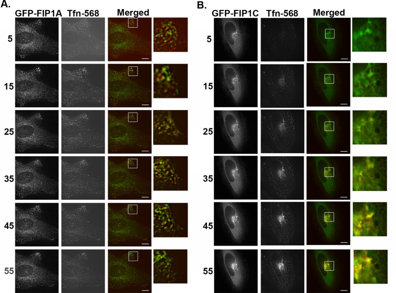 FIGURE 4: