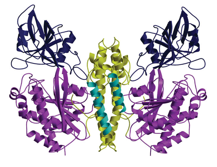 Ribbon diagram of transferrin receptor homodimer