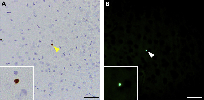 Figure 5