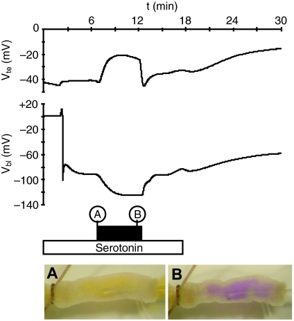 Fig. 5.