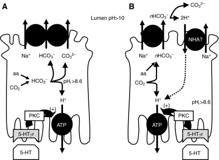 Fig. 7.