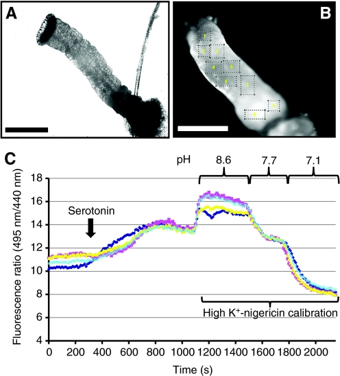 Fig. 1.