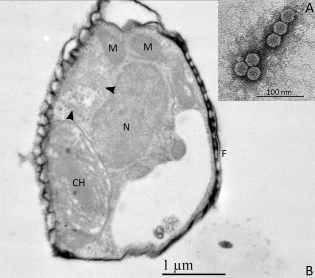 Fig. 7