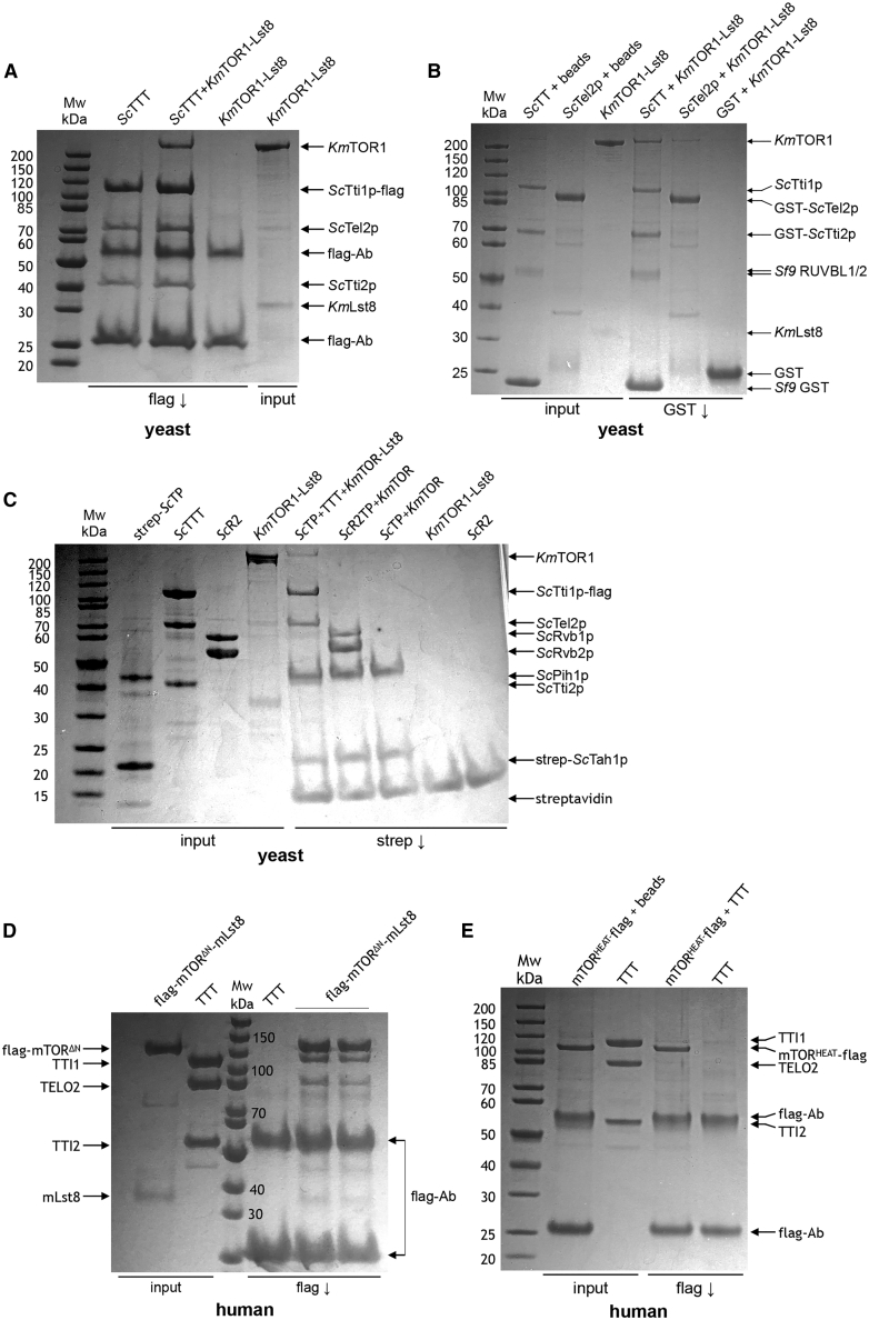 Figure 5