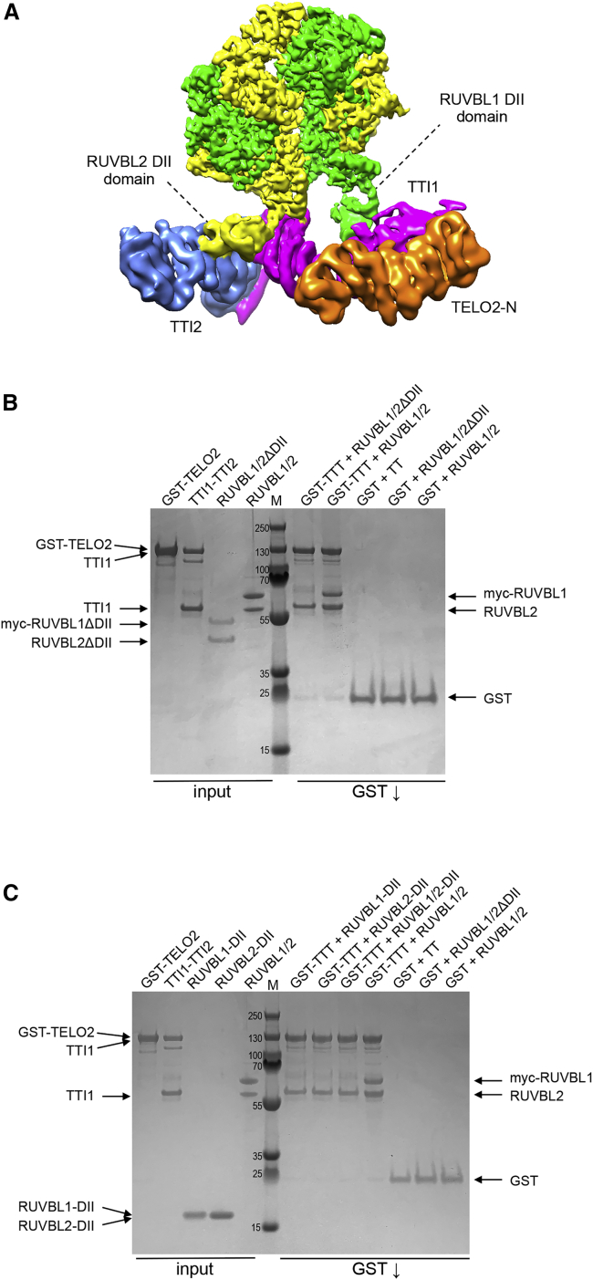 Figure 2