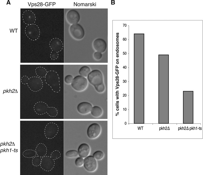 FIGURE 6: