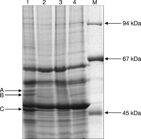 FIG. 4.