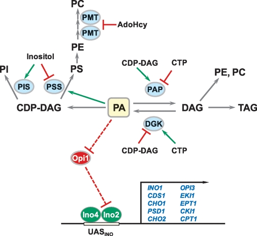 Fig. 2.