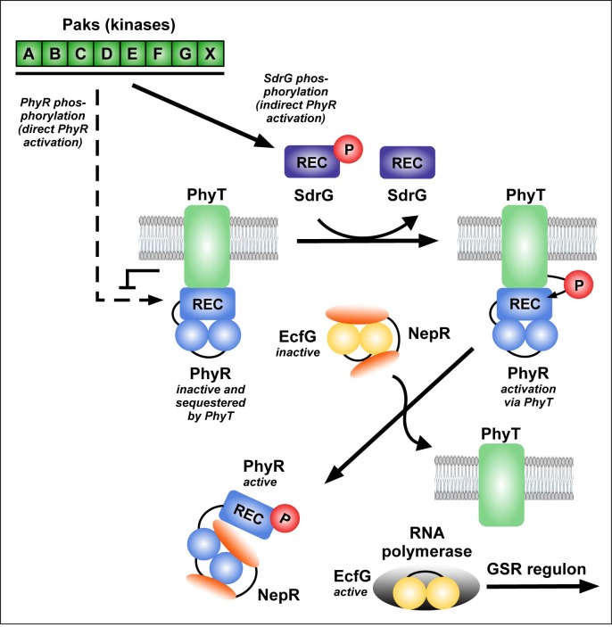 Fig 7