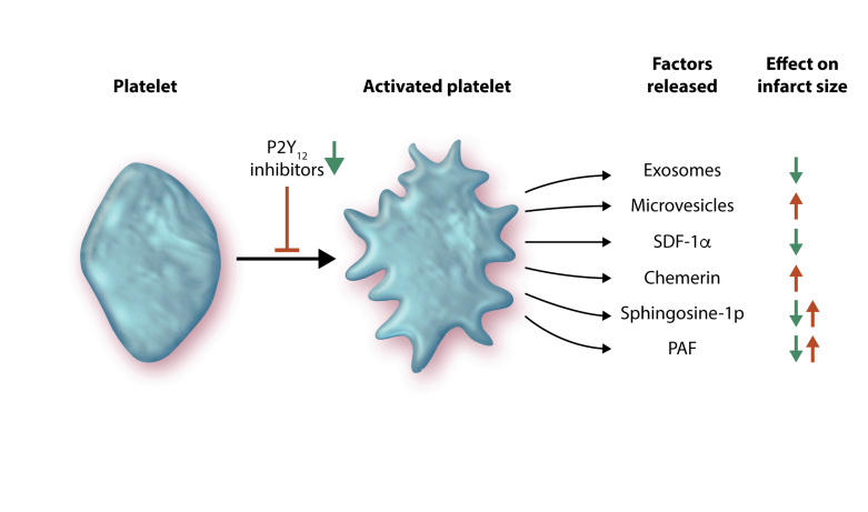 Graphical Abstract