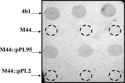 FIG. 1.