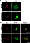 Fig. 4.