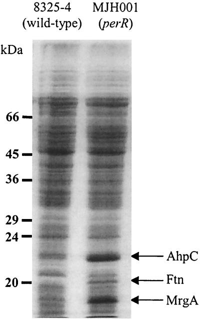 FIG. 6