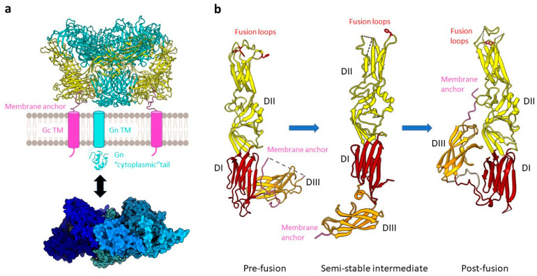 Hantavirus Replication Cycle—An Updated Structural Virology Perspective ...