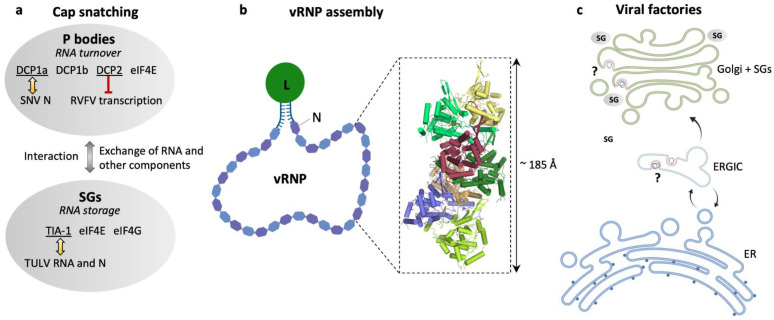 Hantavirus Replication Cycle—An Updated Structural Virology Perspective ...