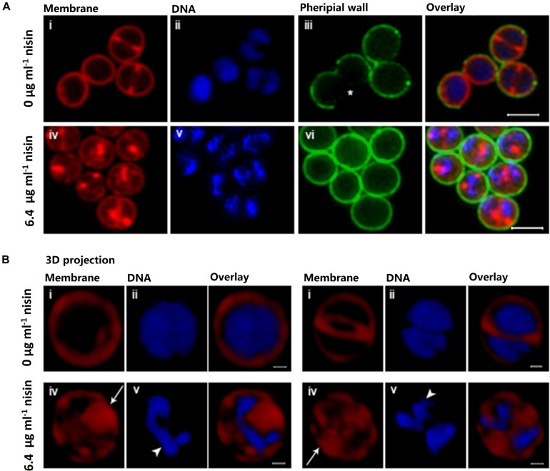 FIGURE 3