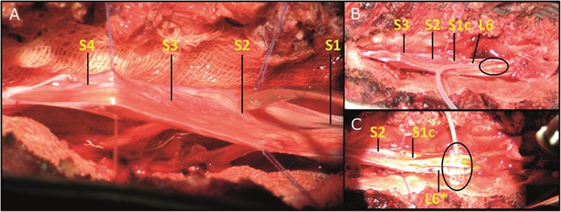 Fig 3.