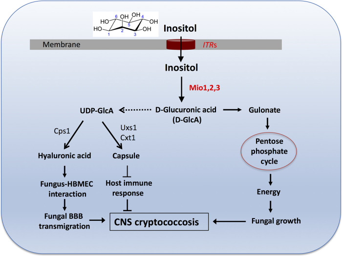 FIG 6