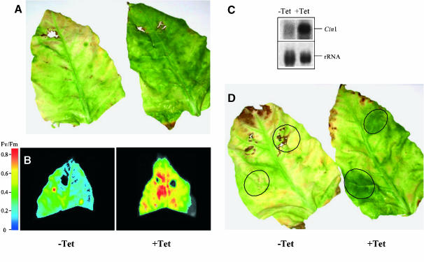 Figure 4.