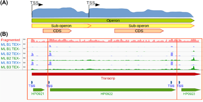 Figure 4: