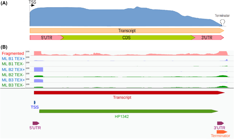 Figure 2: