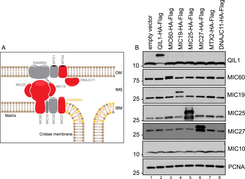 Figure 1—figure supplement 1.