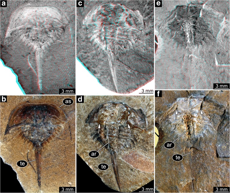 Fig. 5