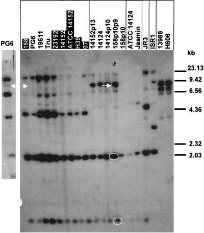 FIG. 1