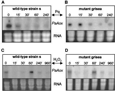 FIG. 6