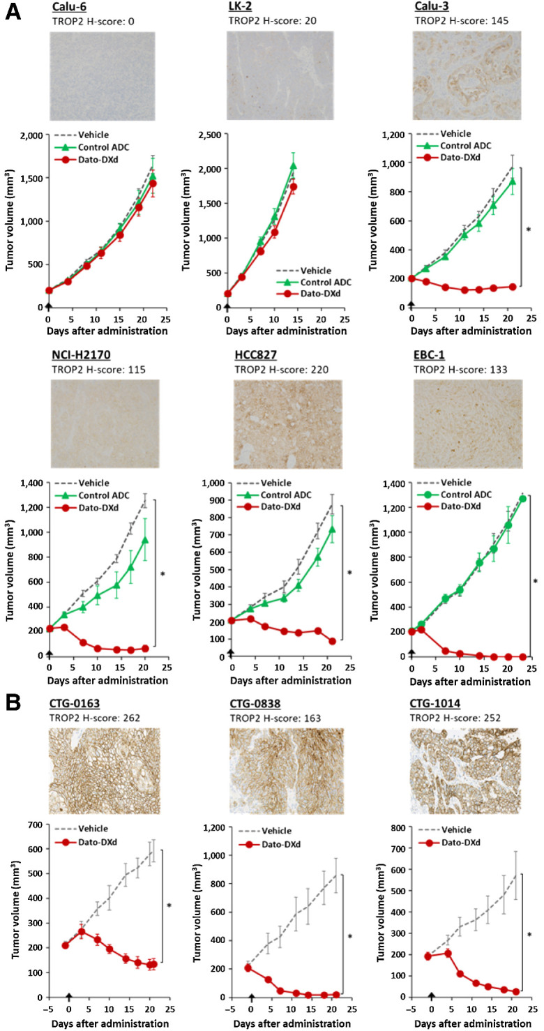 Figure 4. Antitumor activity of Dato-DXd in NSCLC xenograft models. A, NSCLC CDX mice were intravenously administered with Dato-DXd, control ADC (10 mg/kg) or vehicle on day 0. Each value represents the mean and SE (N = 6), and statistically significant difference compared with the vehicle control analyzed by Dunnett multiple comparison test (*, P < 0.01). Representative TROP2 IHC images and H-scores for each model were also shown. B, NSCLC PDX mice were intravenously administered with Dato-DXd (10 mg/kg) or vehicle on day 0. Each value of tumor volume represents the mean and SE (N = 5), and statistically significant difference compared with the vehicle control analyzed by unpaired t test (*, P < 0.01). Representative TROP2 IHC images and H-scores for each model were also shown.