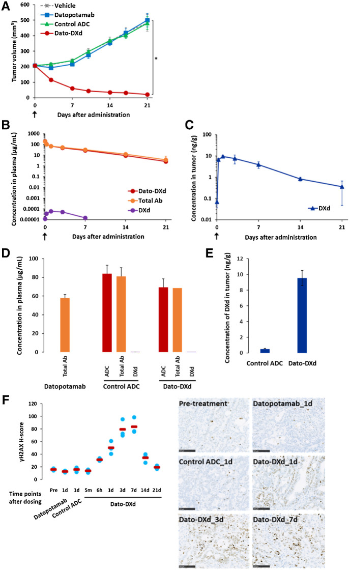 Figure 3. Pharmacokinetic and pharmacodynamic analysis of Dato-DXd in NCI-N87 xenograft mouse model. Mice inoculated with NCI-N87 cells were intravenously administered with Dato-DXd, control ADC, datopotamab (10 mg/kg) or vehicle on day 0. A, Antitumor activity of Dato-DXd and controls. Each value represents the mean and SE (N = 6), and statistically significant difference compared with the vehicle control analyzed by Dunnett multiple comparison test (*, P < 0.01). Plasma concentration of Dato-DXd, total Ab, and DXd (B), and tumor concentration of DXd (C) in NCI-N87 xenograft mice treated with Dato-DXd. Each value represents the mean and SD (N = 3). Plasma concentration of ADC, total Ab or DXd on day 1 in NCI-N87 xenograft mice treated with Dato-DXd, control ADC or Datopotamab (D), and tumor concentration of DXd on day 1 in NCI-N87 xenograft mice treated with Dato-DXd or control ADC (E). Each value represents the mean and SD (N = 3). F, IHC analysis for γH2AX on NCI-N87 xenograft tumors treated with Dato-DXd, control ADC, or datopotamab. Each value represents the mean (red bar) and individual data (light blue; N = 3). Representative images for pretreatment tumor, tumors treated with Dato-DXd on days 1, 3, and 7, and tumors treated with control ADC or datopotamab on day 1 were also shown.