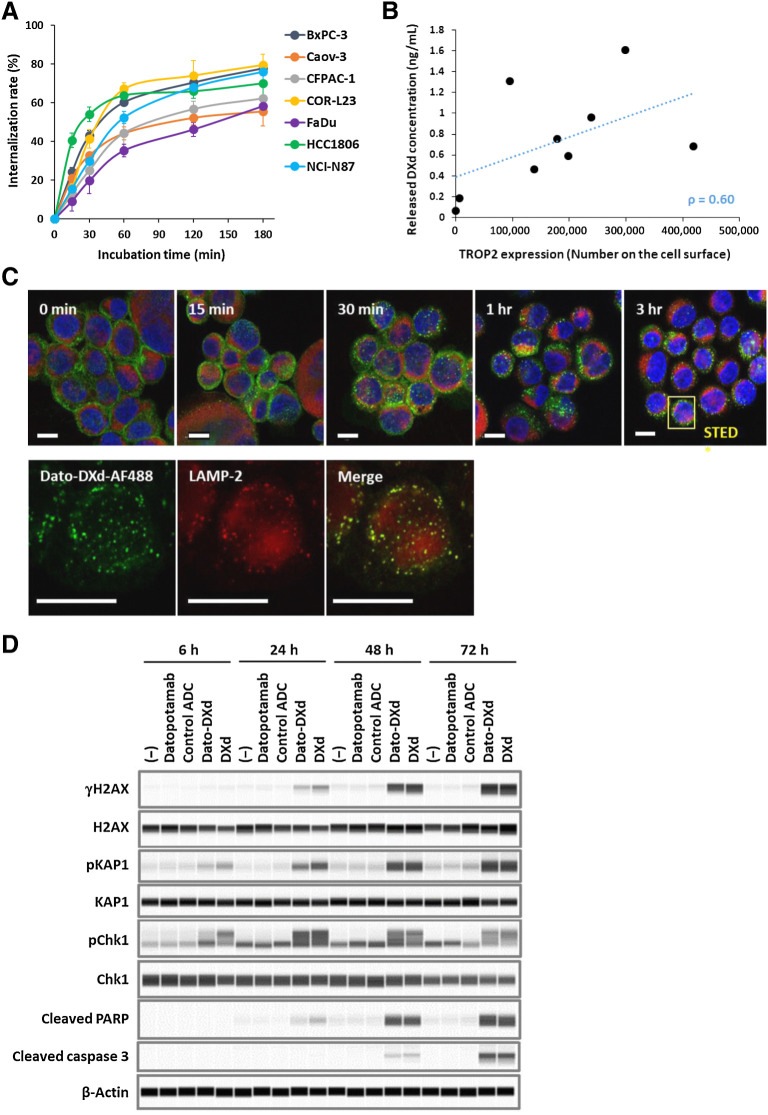 Figure 2. Dato-DXd dynamics and effects on cancer cells. A, Internalization rate of Dato-DXd. Each cancer cell line was treated with Alexa 488-labeled Dato-DXd and the internalization rates were measured as described in Materials and Methods. Each data represent the mean and SD of three or four independent experiments. B, Correlation between TROP2 expression and DXd release. TROP2 expression level on each cancer cell line was determined by flow cytometry. The DXd concentration in the culture media at 24 hours after the treatment with 100 nmol/L Dato-DXd was determined by LC/MS-MS and the average of two independent experiments of triplicates were used for correlation analysis (Spearman rank correlation coefficient: ρ = 0.60). C, Intracellular trafficking of Dato-DXd to lysosome. BxPC-3 cells treated with Alexa 488-labeled Dato-DXd (green) were costained with anti-LAMP2 antibody (red) and DAPI (blue), and analyzed by confocal microscopy. Bars represent 10 μm for confocal images (top) and STED images (bottom). D, DNA damage and apoptosis induced by Dato-DXd. NCI-N87 cells treated with Dato-DXd or controls for up to 72 hours were analyzed by Western blot analysis for DNA damage markers (γH2AX, pKAP1, and pChk1) and apoptosis markers (cleaved PARP and caspase 3).