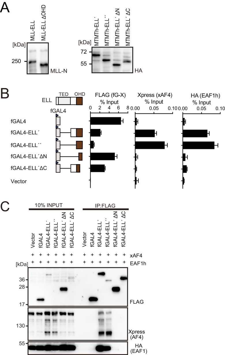 Figure 4—figure supplement 1.