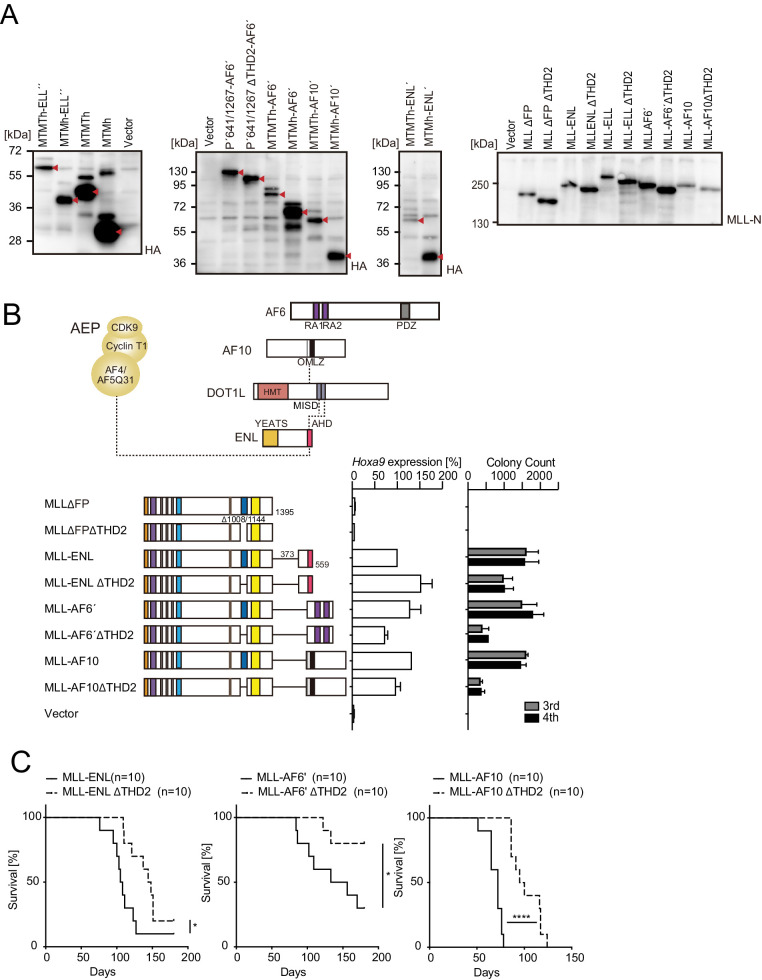 Figure 1—figure supplement 1.