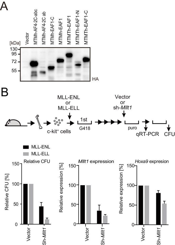 Figure 5—figure supplement 1.