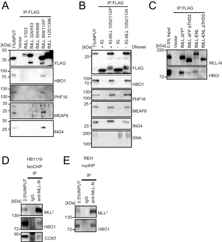 Figure 2—figure supplement 2.