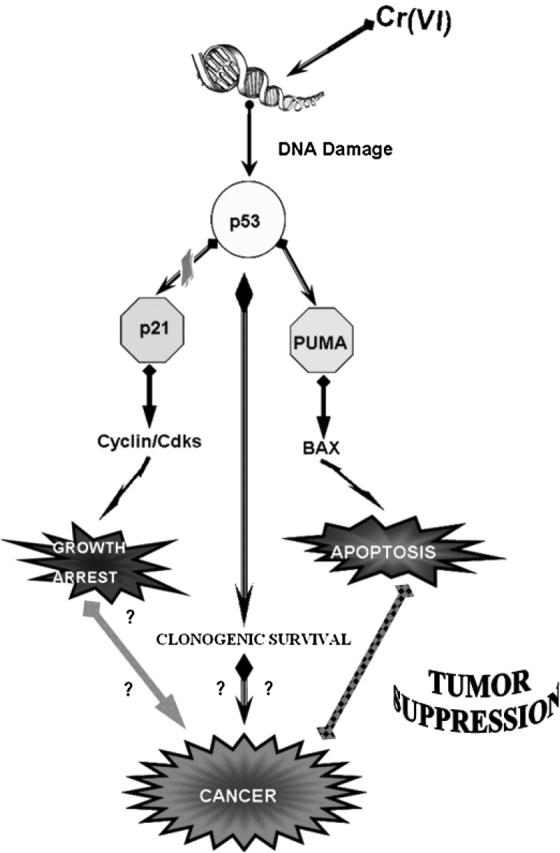 Figure 11.