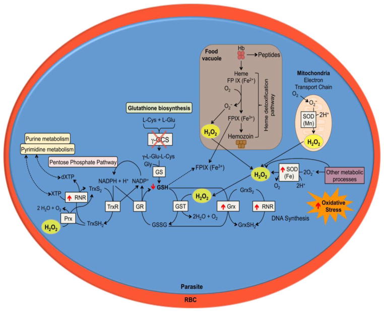 Figure 7