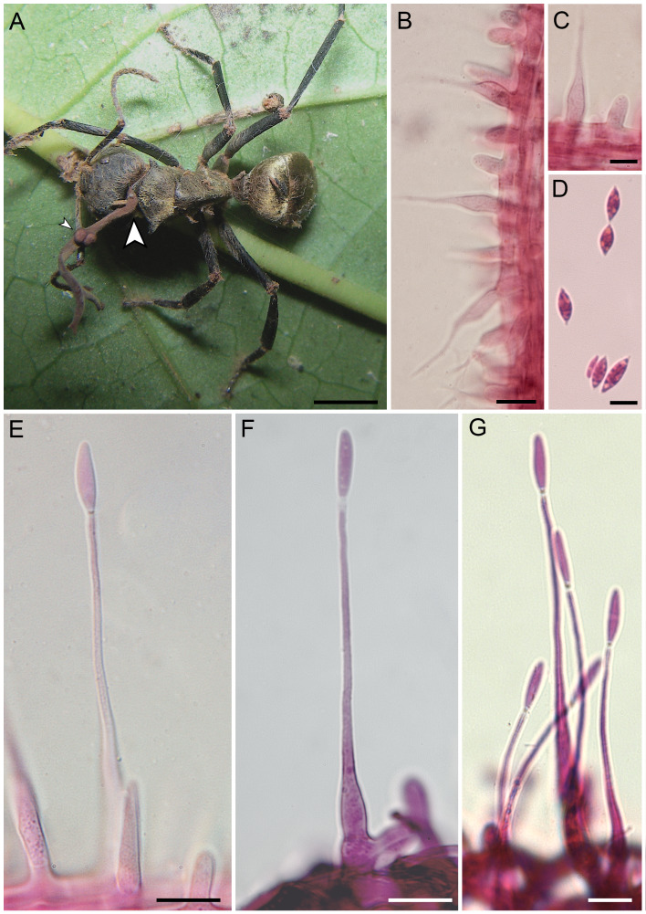 Fig. 2.