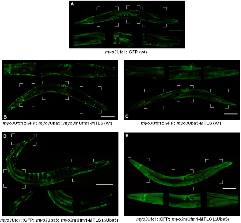 FIGURE 3.