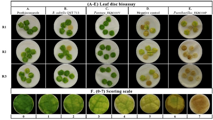 FIGURE 4