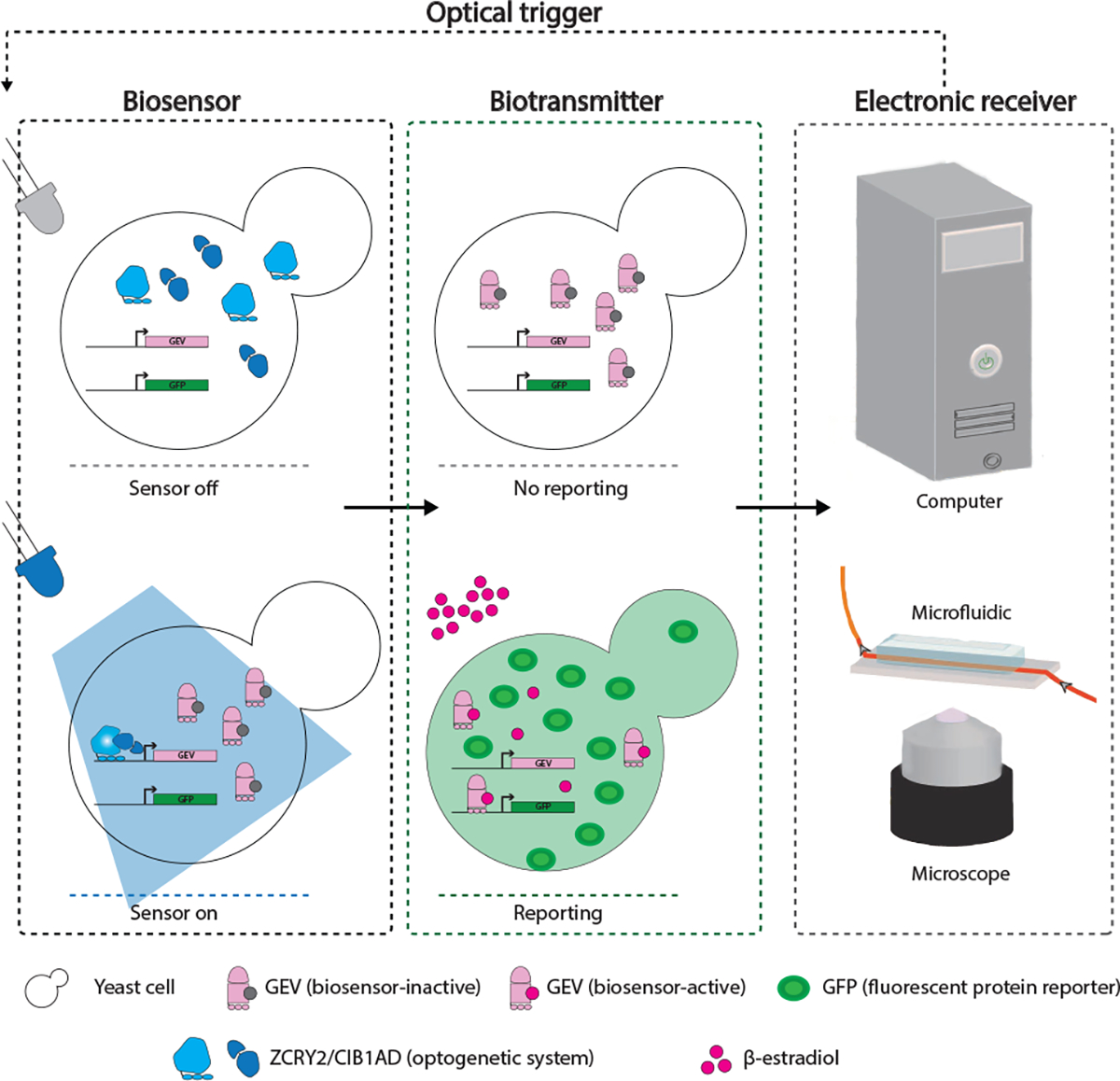 Figure 2: